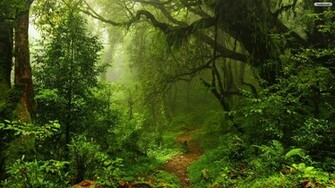 Dark Green Forest Wallpaper