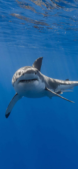 HD Shark Wallpaper iPhone