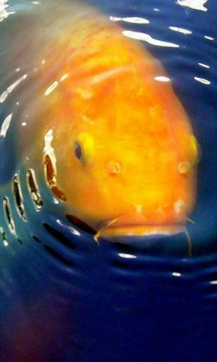 Bigger Koi HD Live Wallpaper For Android Screenshot