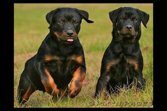 Animal Rottweiler Wallpaper