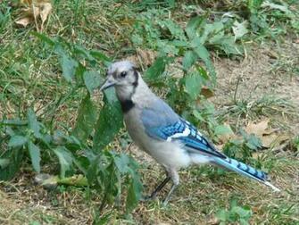 Blue Jay Bird Photos Wallpaper The Fun Bank