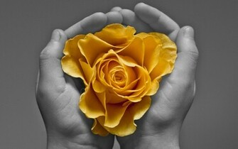 Yellow Roses Wallpaper HD Topwallpaper