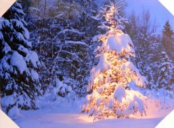 Snow Covered Pine Tree Light Up Christmas S X Outdoor