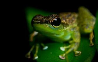 Wallpaper Animals Eyes Macro Frog Black Background Green