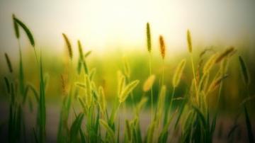 Blur Field Plants Meadow Nature Wallpaper