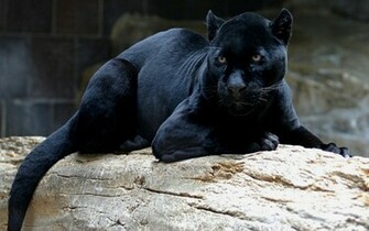 Just Wallpaper Inside Black Panther HD Computer