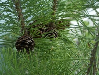 Pine Cone Wallpaper