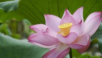 Pink Lotus Flower Wallpaper Pictures Image