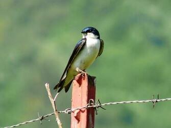 HD Wallpaper Desktop Swallow