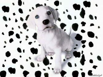 Spotted Dalmatian Puppy