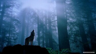 Wallpaper Animal Wolf