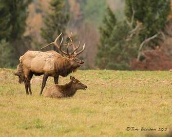 Monster Bull Elk Bugling Image Pictures Becuo