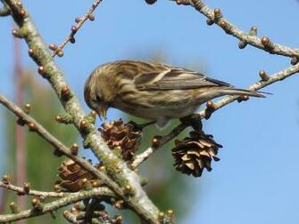 Redpoll Wallpaper