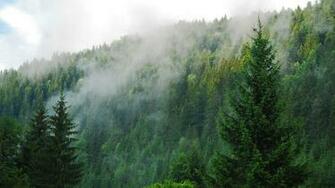 Mist Wallpaper By Sharon Ray On Fl Nature HDq Mb