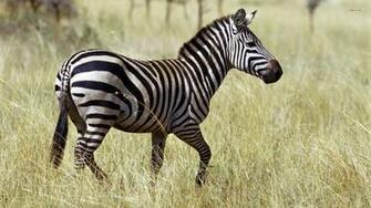 Wallpaper Zebra HD