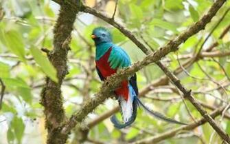 El Quetzal Ave Emblem Tica De Mesoam Rica Al Borde La
