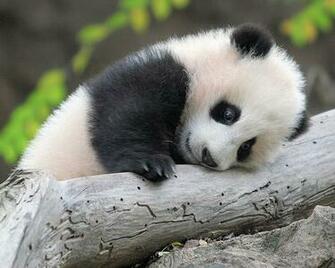 Baby Panda Will Load You With Buckets Of Cuteness Photos Cute