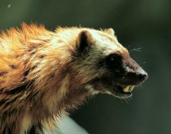 Wolverine Animal