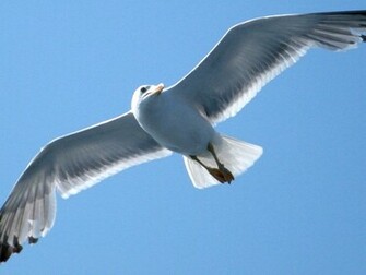 Seagull Flying Wallpaper Stock Photos