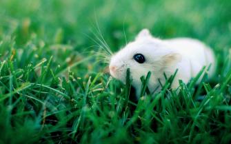 Hamster Background Image HD Wallpaper