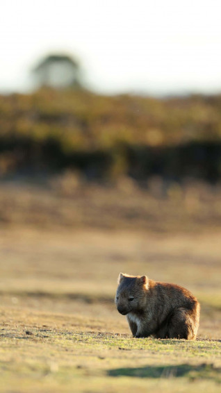 Wombatin Wilderness Wallpaper
