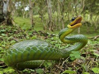 Venomous Snakes Wallpaper Viper Pictures Snake Dowload