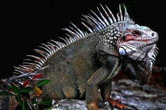 Animals Nature Iguana Wallpaper And Background