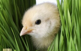 Cute Easter Chicks Desktop Wallpaper Christian