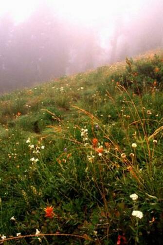 Forest Fog iPhone Wallpaper HD