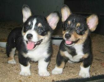 Corgi Puppy Pictures