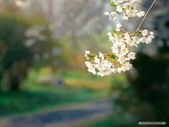 Wallpaper Flower Spring