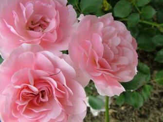 7art Flowers Clipart And Wallpaper Royalty Three Rose