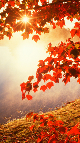 Best Fall iPhone Wallpaper HD