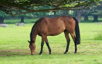 Cute Horse Wallpaper
