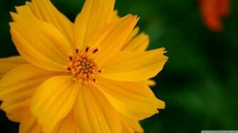 Sulfur Cosmos Flower 4k HD Desktop Wallpaper For Ultra Tv