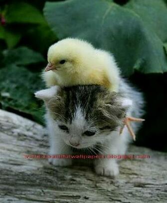 Beautiful Wallpaper Top Cutest Animals Ever