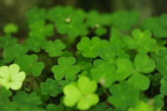 Four Leaf Clover Wallpaper By Pohlmannmark