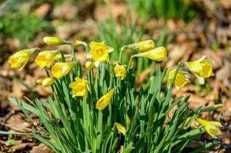 Fields Of Daffodils Flower Wallpaper Flowers