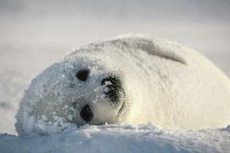 The Animal Kingdom Image Seal Wallpaper HD And Background