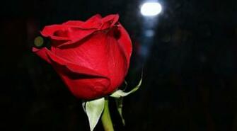 Red Roses Best Image You Have Ever Seen Morewallpaper