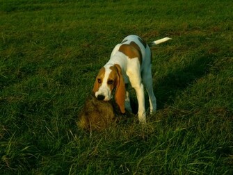 Hunting Schweizer Laufhund Photo And Wallpaper Beautiful