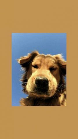 Pets Wallpaper Dog Cute Animal