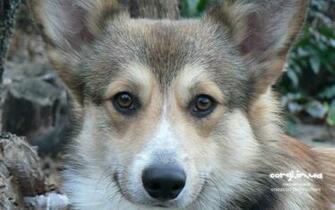 Corgi Ua Corwood Corgis Gallery Wallpaper