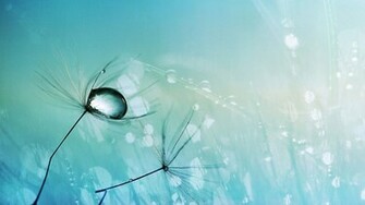 Dew Drops On Dandelion Seeds Wallpaper