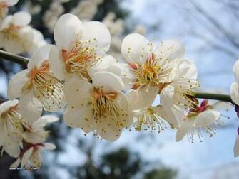 Peach Flowers Wallpaper HD Pictures One