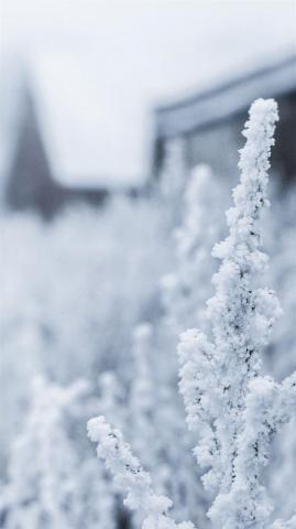 Snow White Winter Flower iPhone Wallpaper