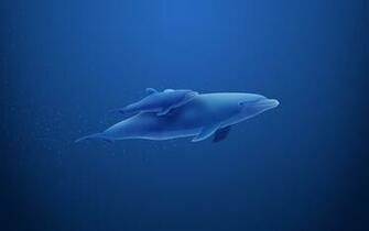 Dolphins Mother Mac Wallpaper