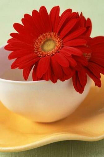 Apple iPhone Wallpaper Flowers Flower