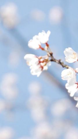 Wallpaper Android Beautiful Spring