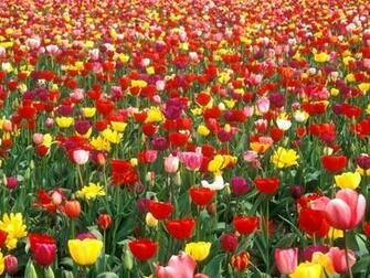 Hq Colorful Tulip Garden Wallpaper
